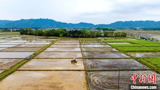 图为吉水县水稻绿色高产高效样板区，农技人员正驾驶种肥一体机播种早稻稻种。廖敏摄