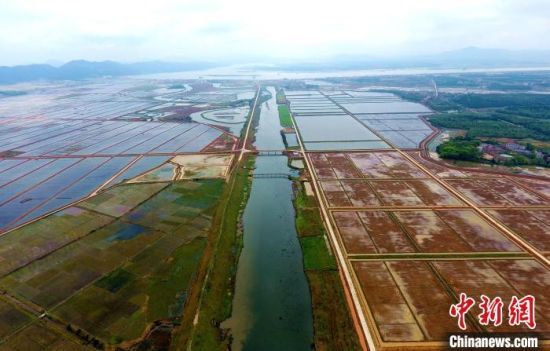 图为吉水县同江万亩稻渔产业园。廖敏摄