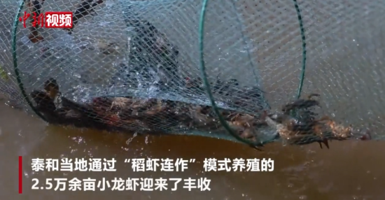江西泰和小龙虾迎产销旺季 “稻虾连作”实现“种养互补”