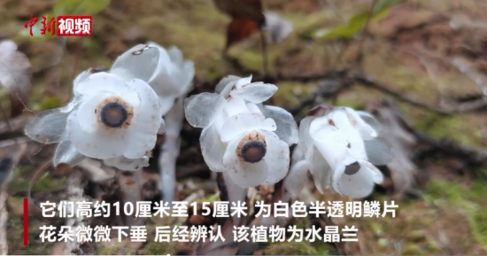江西分宜发现国家近危珍稀植物“幽冥之花”水晶兰